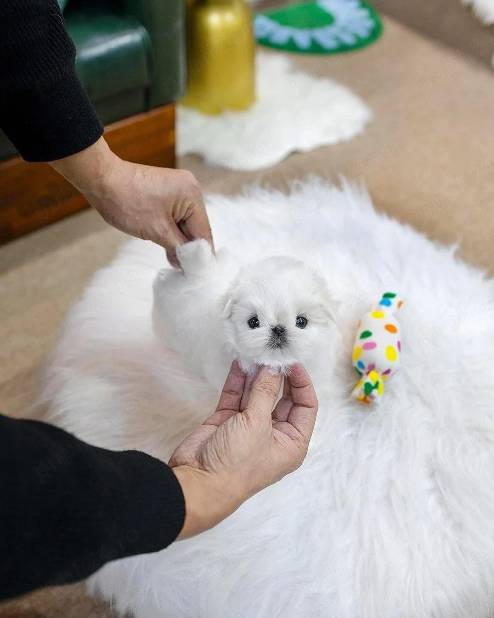 Bichon maltez mini toy 