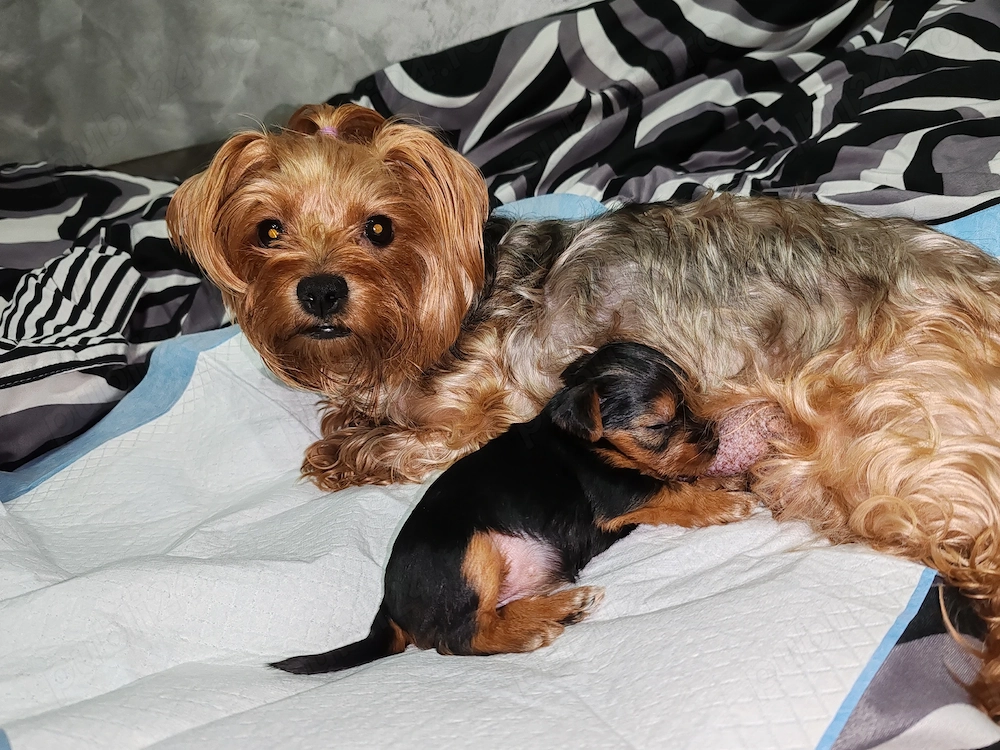 Yorksaer terier caută  