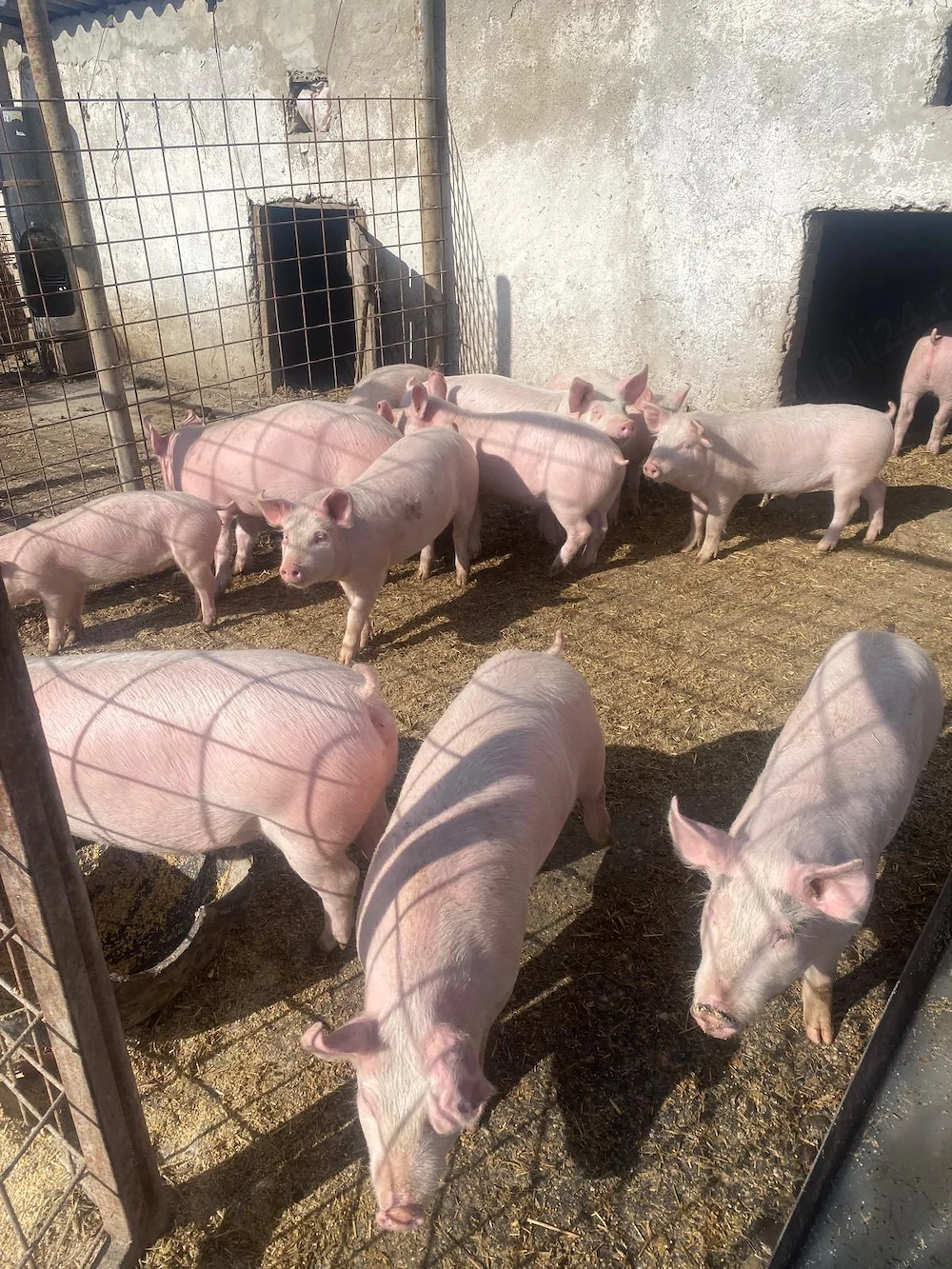 Vând porci de carne- Marele Alb