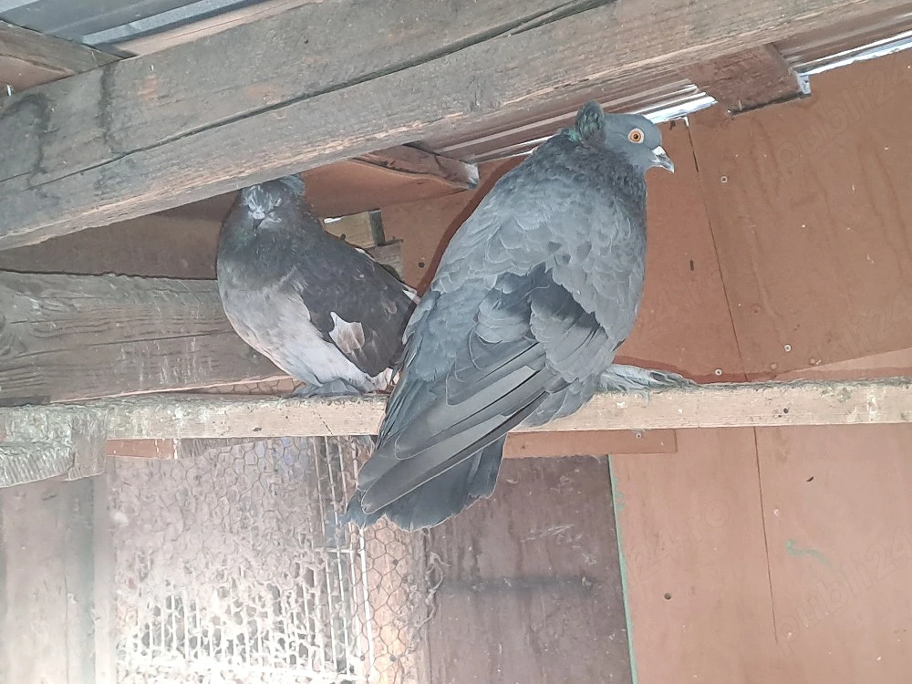 Porumbei de vânzare