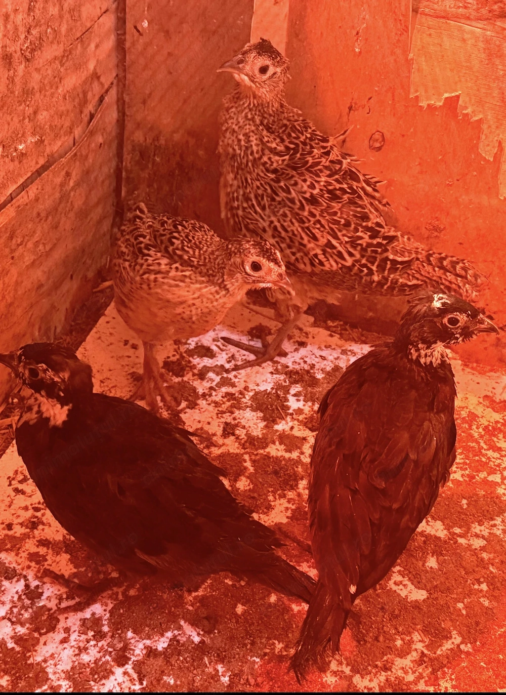 Fazani comuni si tenebros