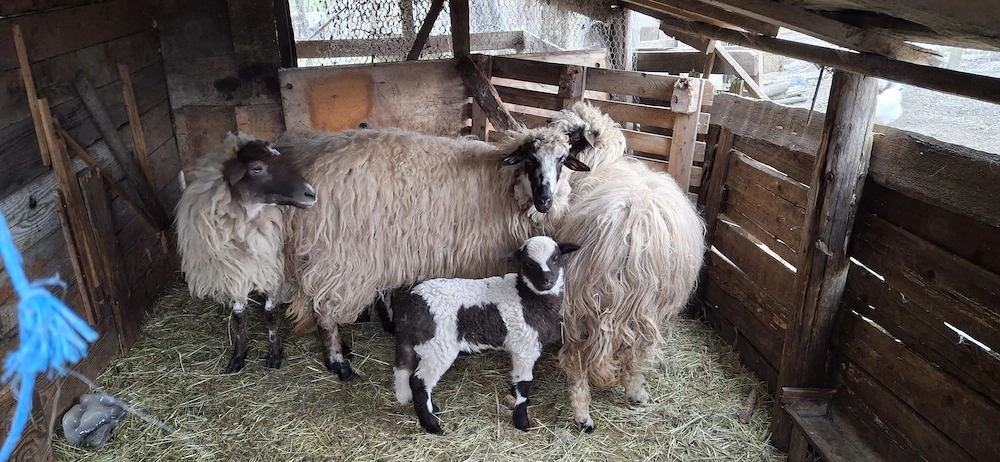 vând 3 oițe la prima fătare cu miei