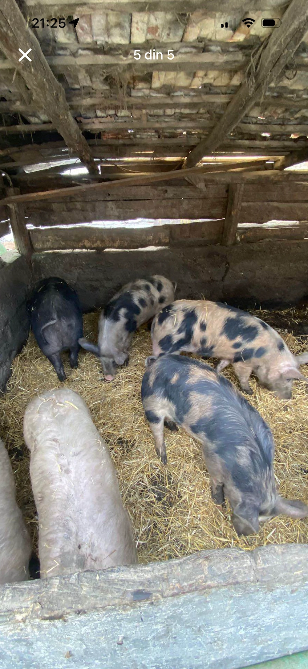 Purcei și grasuni marele alb și pietran