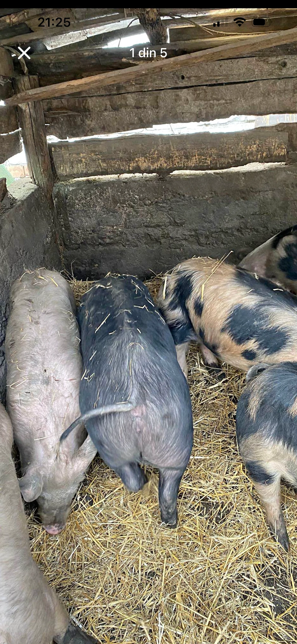 Porci de crescut pietran