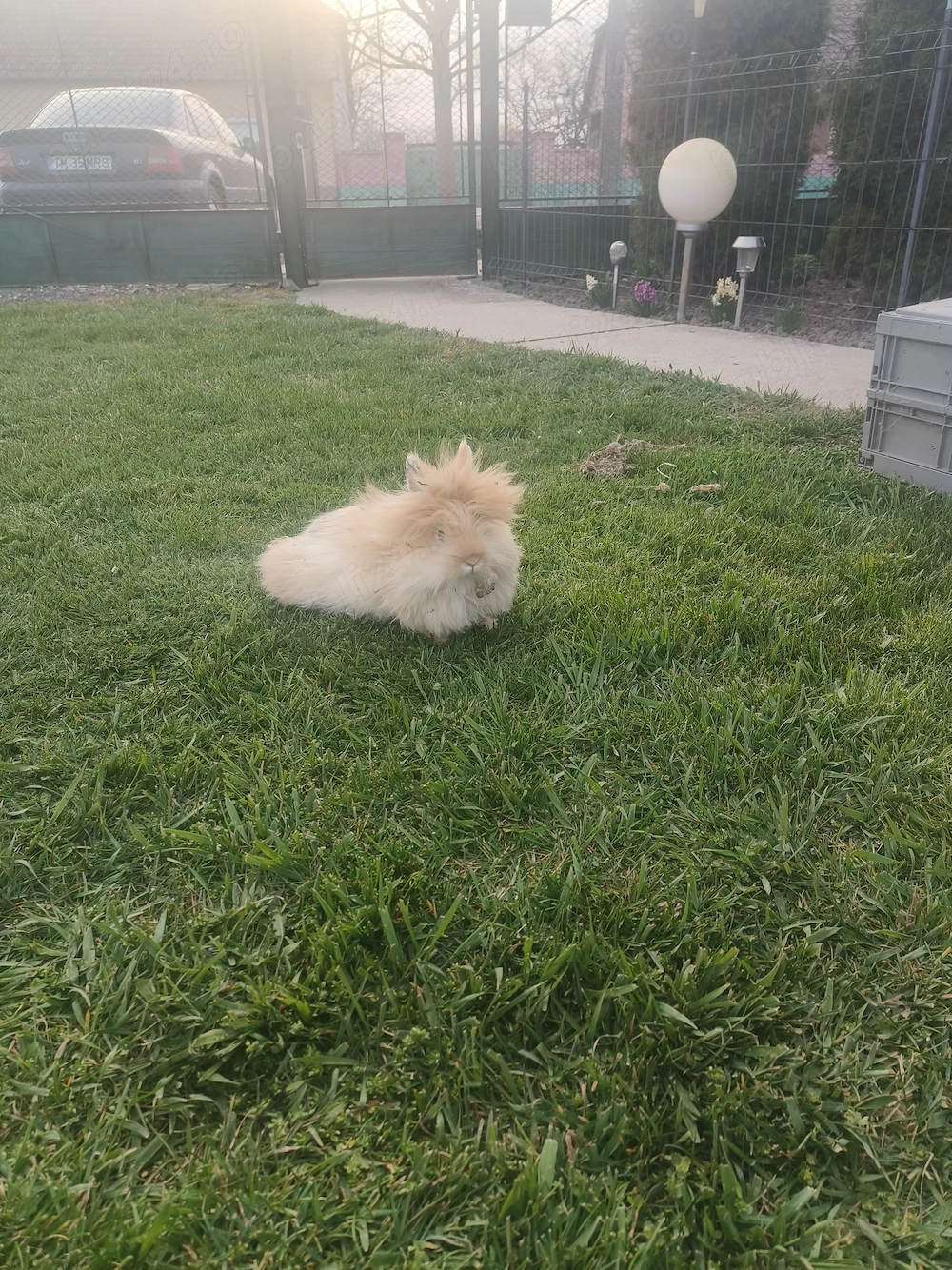 Vând iepuri cap de Leu