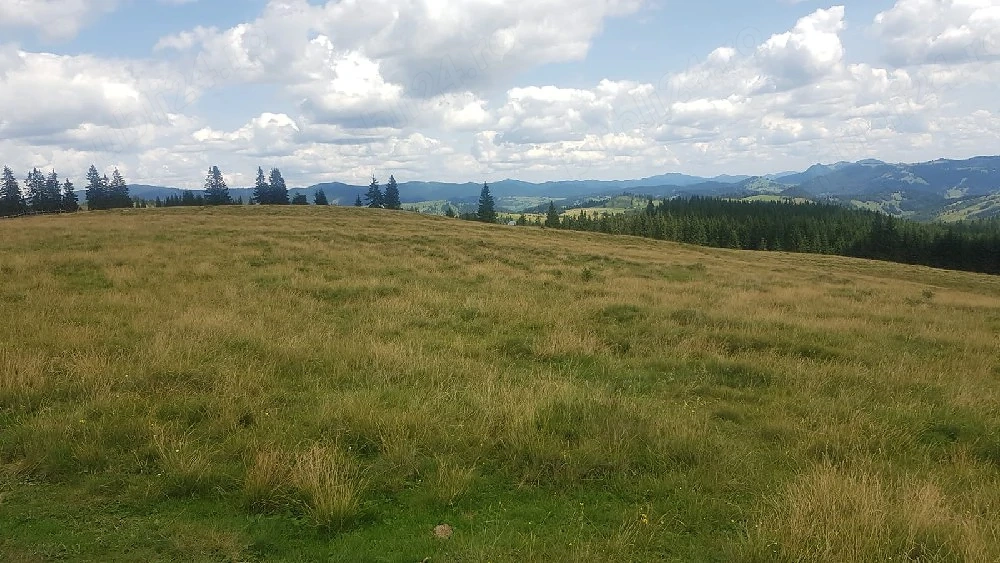 Vand 16 hectare de pasune