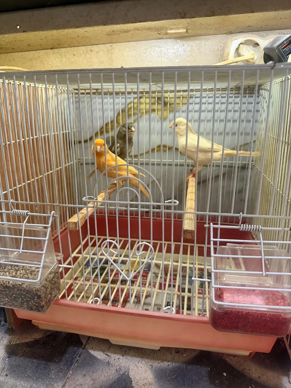 Canari la furie, masculi, de vînzare 2025 :portocaliu, portocaliu moțat, albastru bălțat, alb moțat