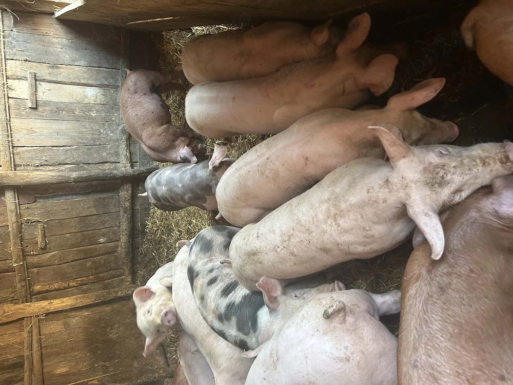 Purcei și porci mari de vânzare 