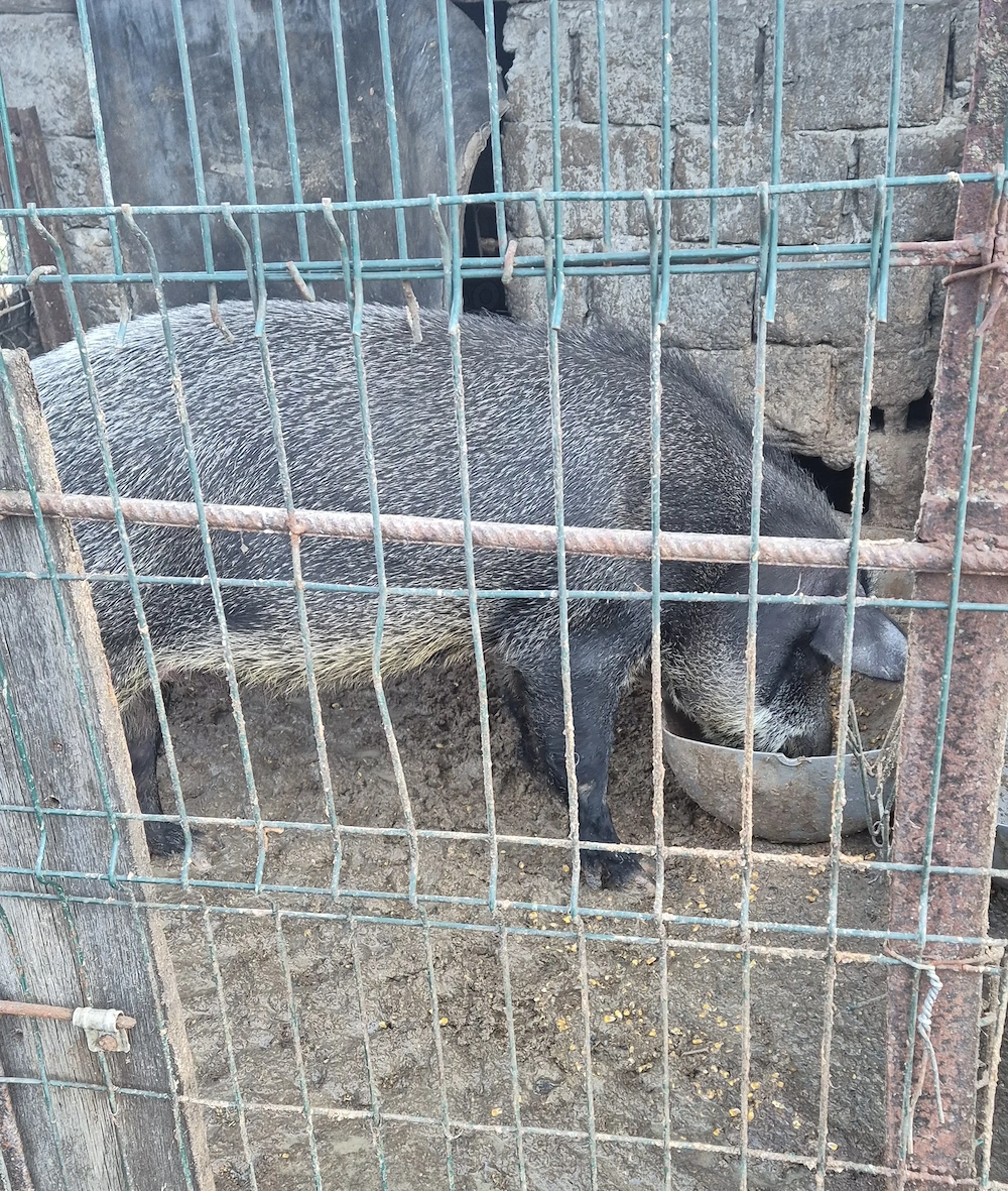 Scroafă mistreț