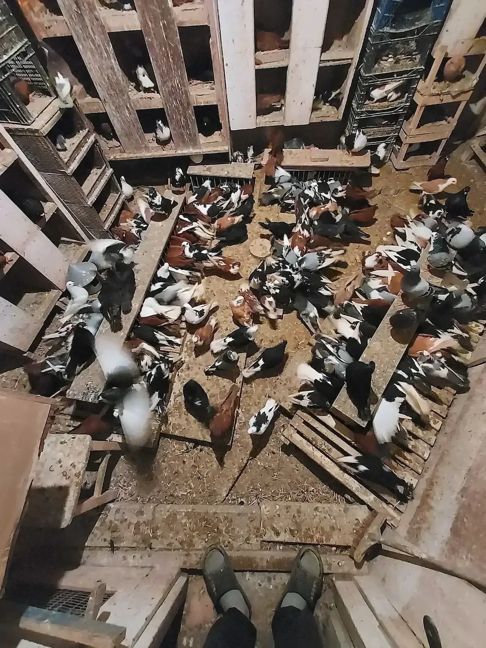 Porumbei Jucători De Galați