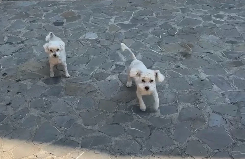 Vand bichon maltez sau schimb cu pasari 