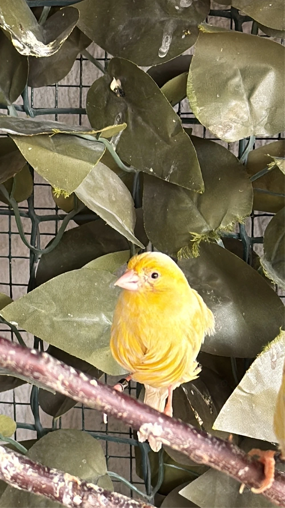 Canari si canarite de vanzare