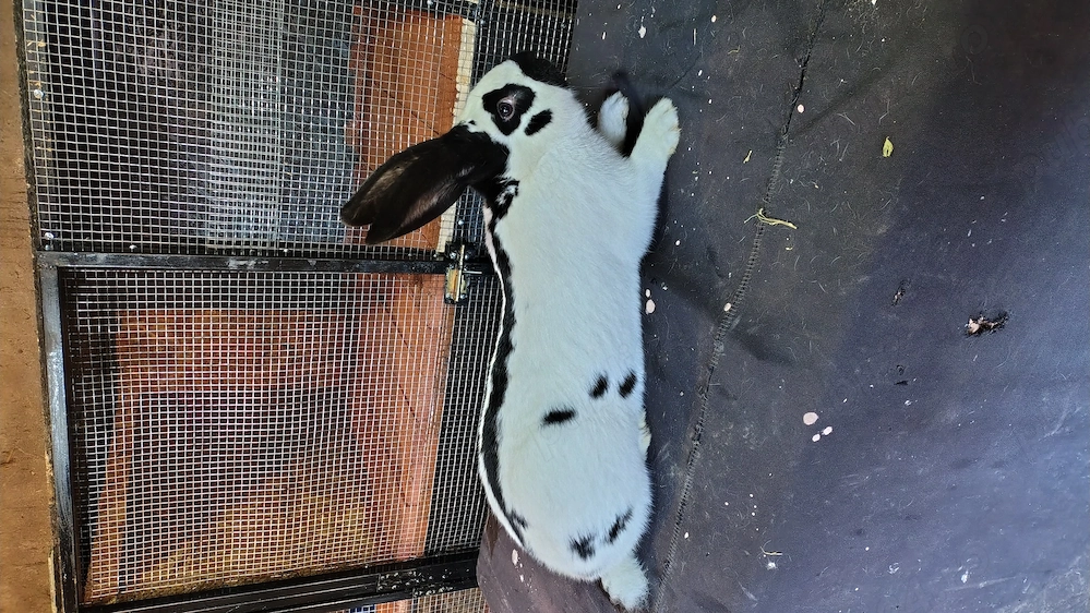 Fluture german tatuat mascul 