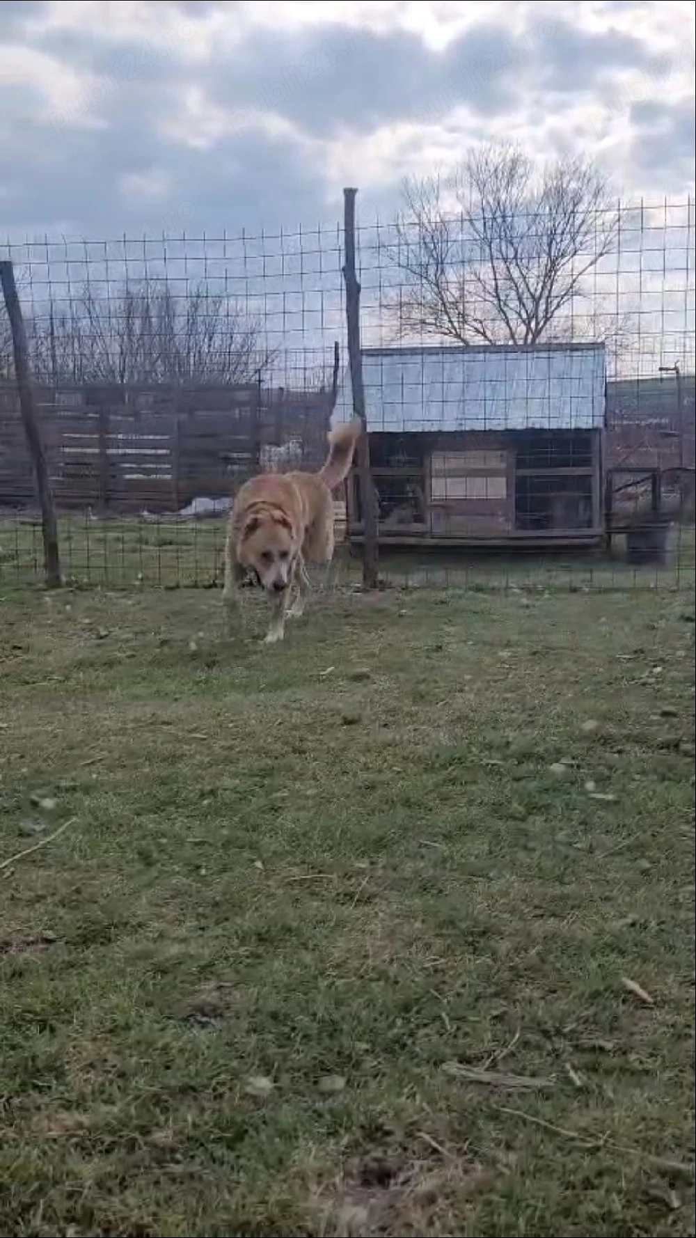 Vând volkodav nepot Ciubais Jr 