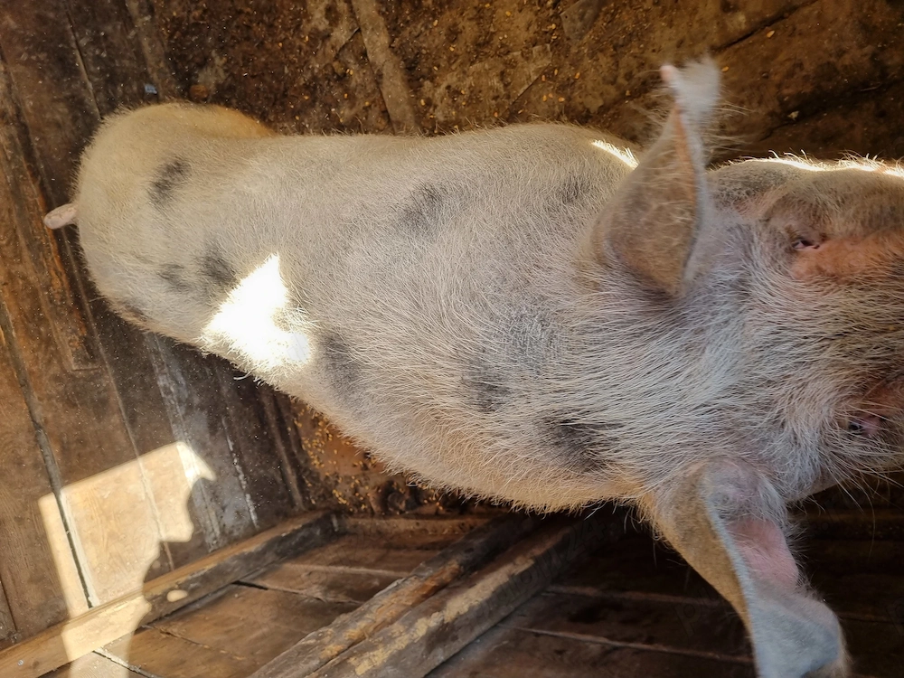 Scroafă de doi ani,între 300-350kg