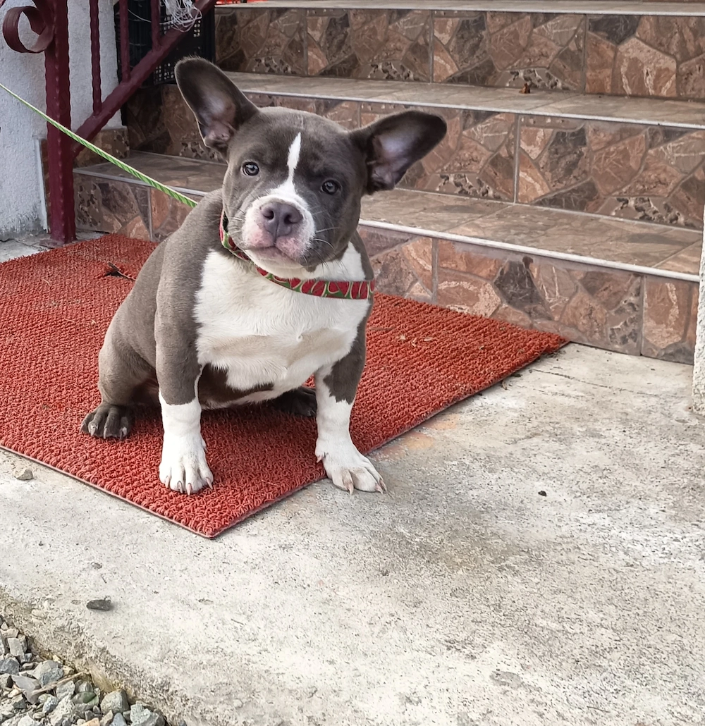 American bully pocket 