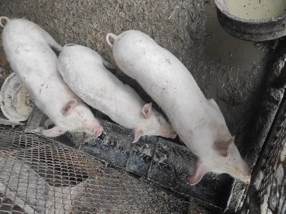 vand soldani landras cu marele alb si landras cu bazna de la 40kg la 90kg 15 lei+3 porci de la 110la