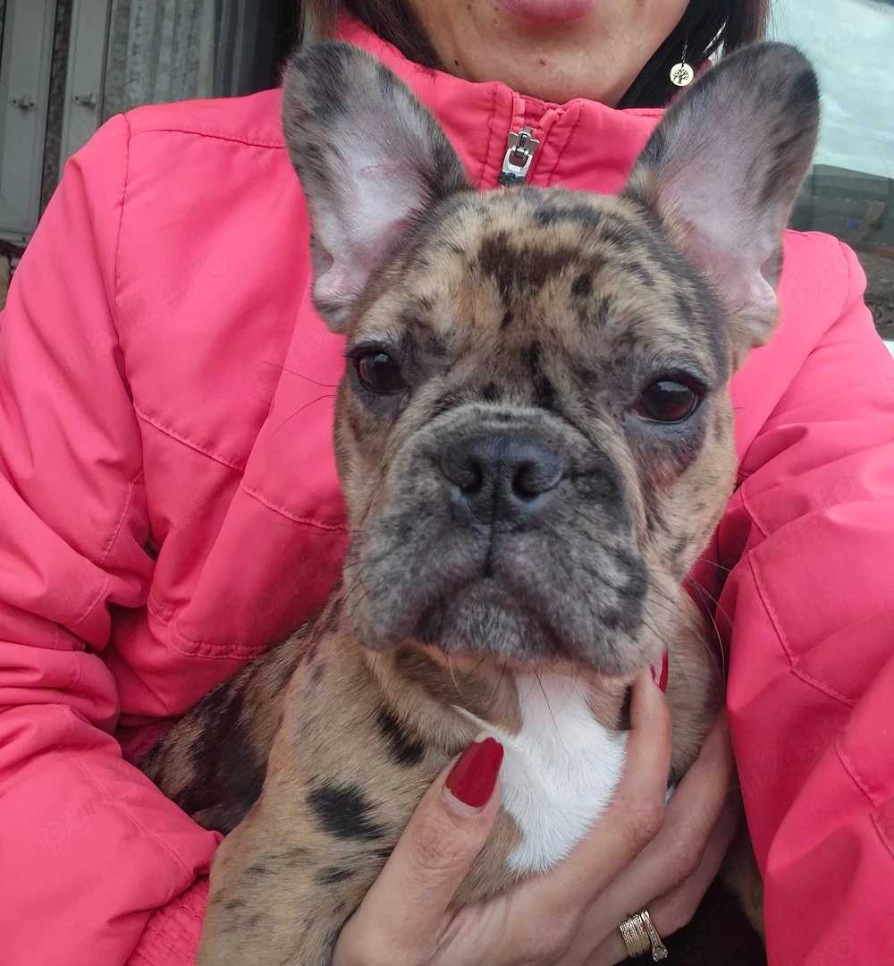 Bulldog francez femelă, merle- sănătoasă și jucăușă 
