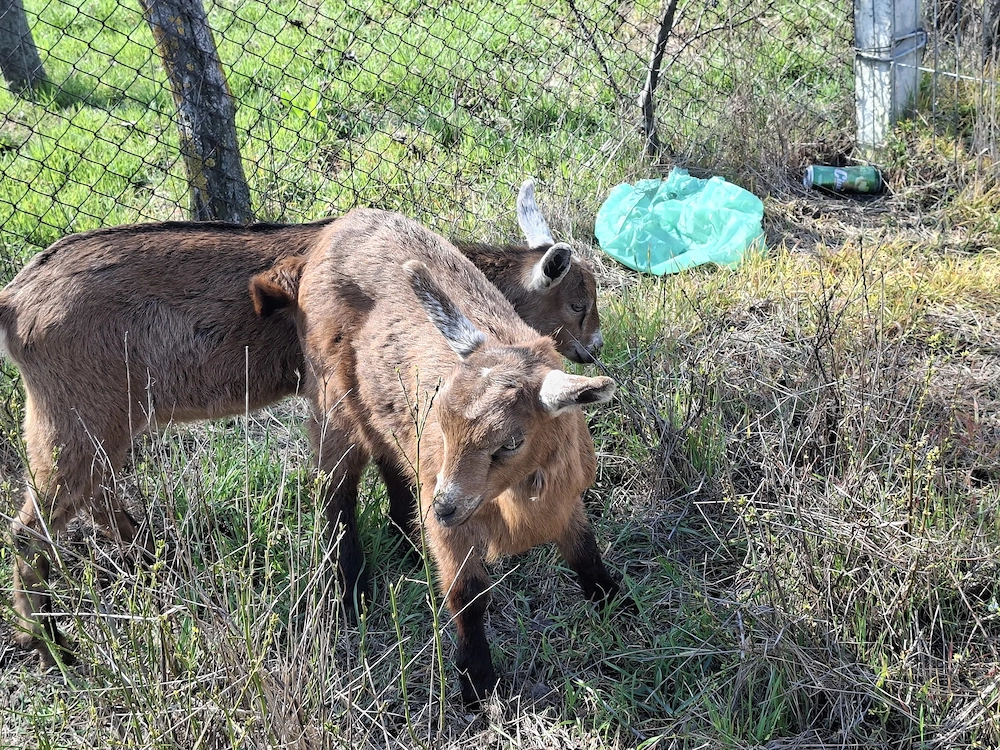 Vând iezi din rasele Anglonubian și Alpin francez
