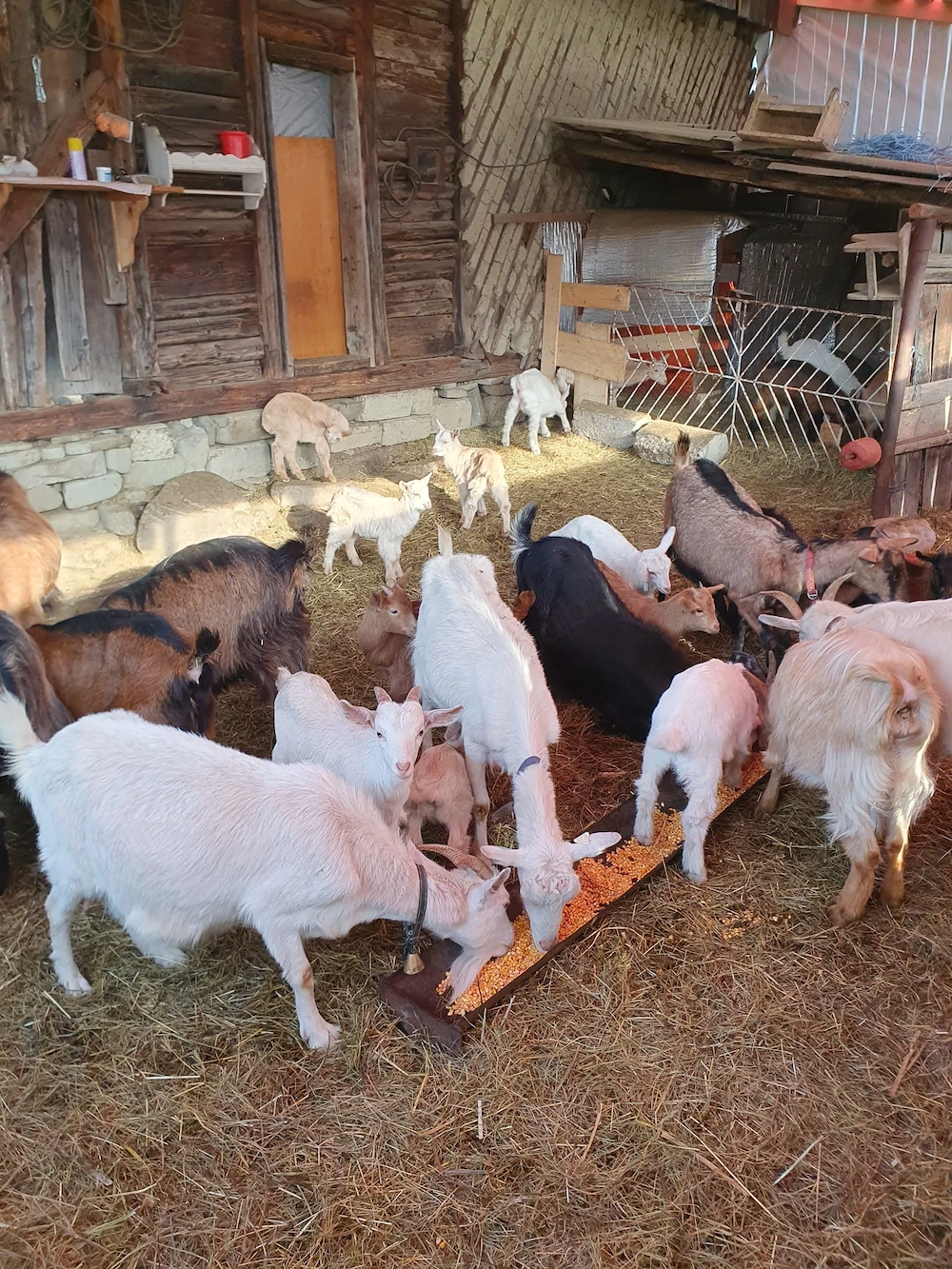 Capre la prima si a doua fatare + 19 iezi (iedite si tapisori) foarte bune de lapte .