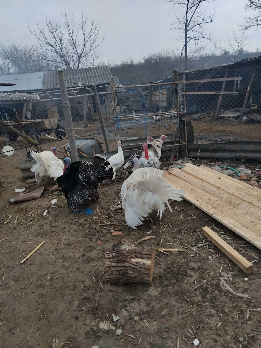 Vand curcani de tara!