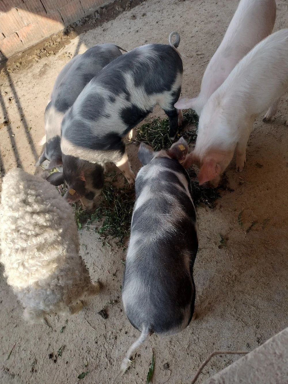 vând porci crescuți natural!