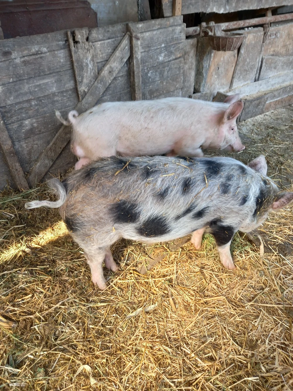 Vand o pereche de grasuni 35kg