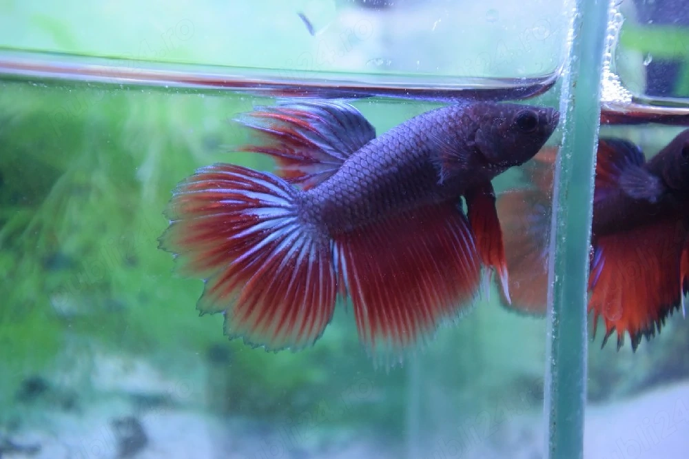 Masculi Betta pesti acvariu superbi