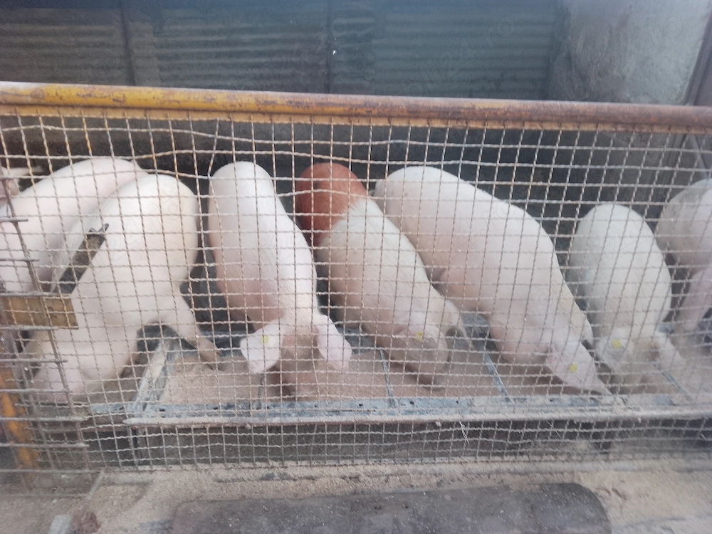 vând porci gași