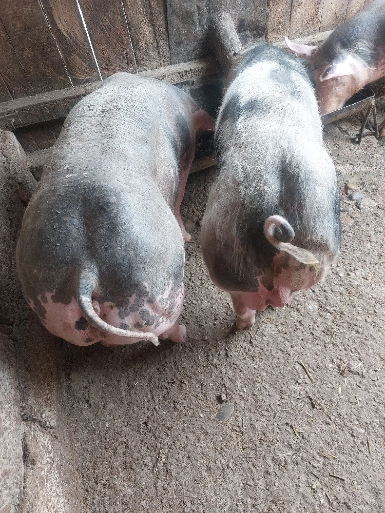 vând porc rasă pietrain belgian 