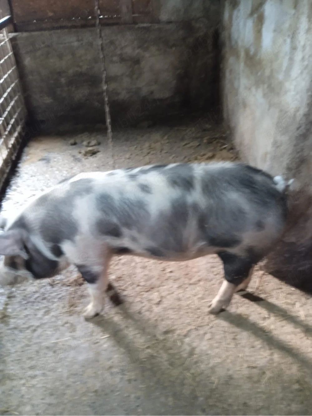 porci de vanzare 