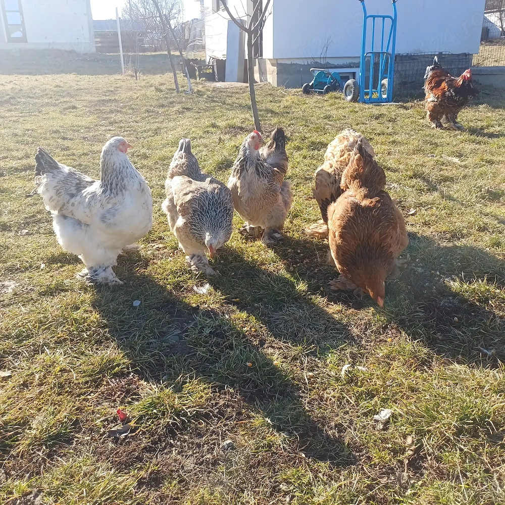 Brahma Oua și pui cu precomanda 