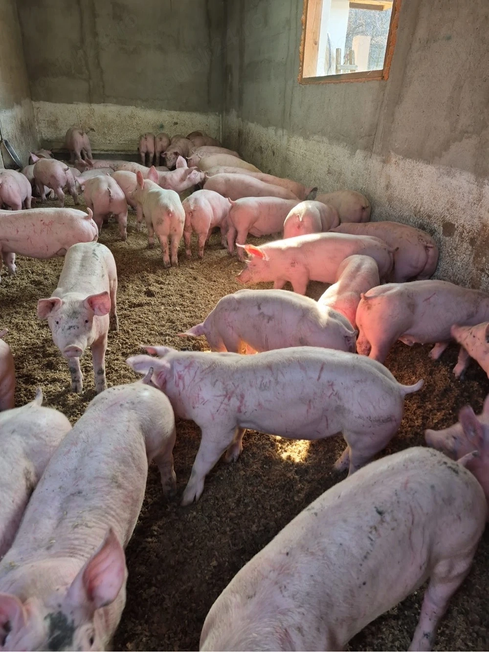 Porci rasa de carne 35-45 kg