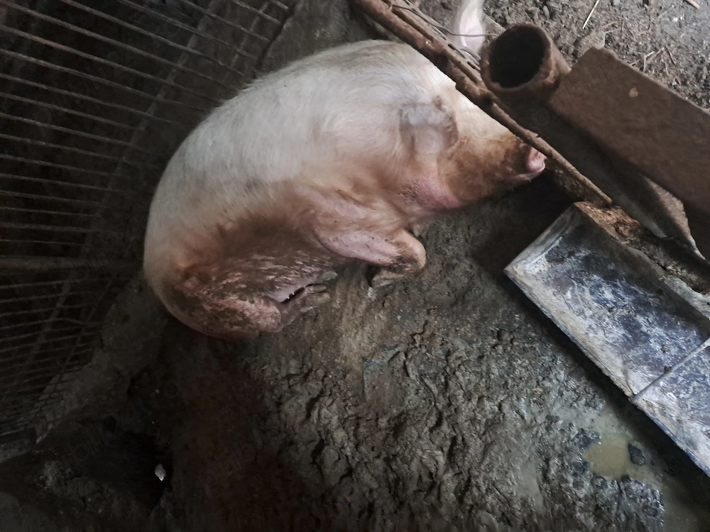 Vand porc gras 250 kg