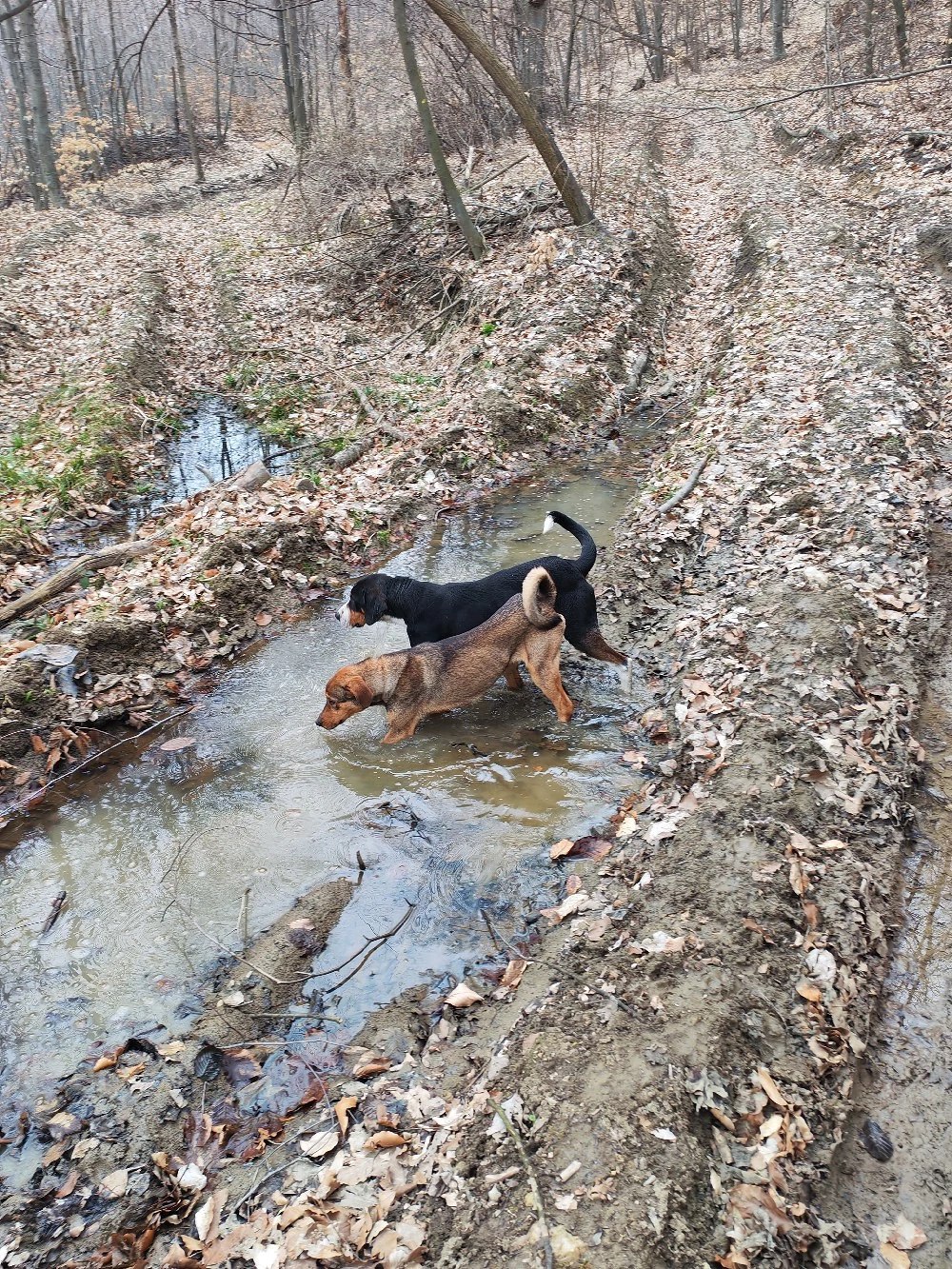 Copoi mix laika siberian 