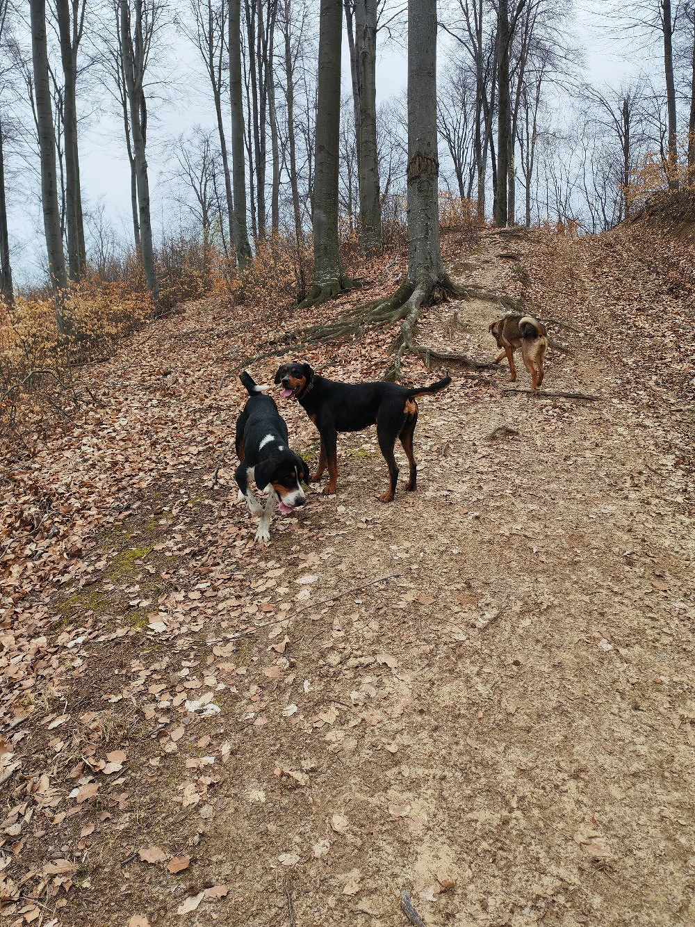 Copoi ardelenesc femelă 