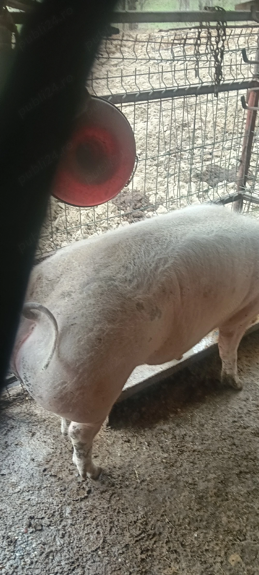 porc crescut natural 