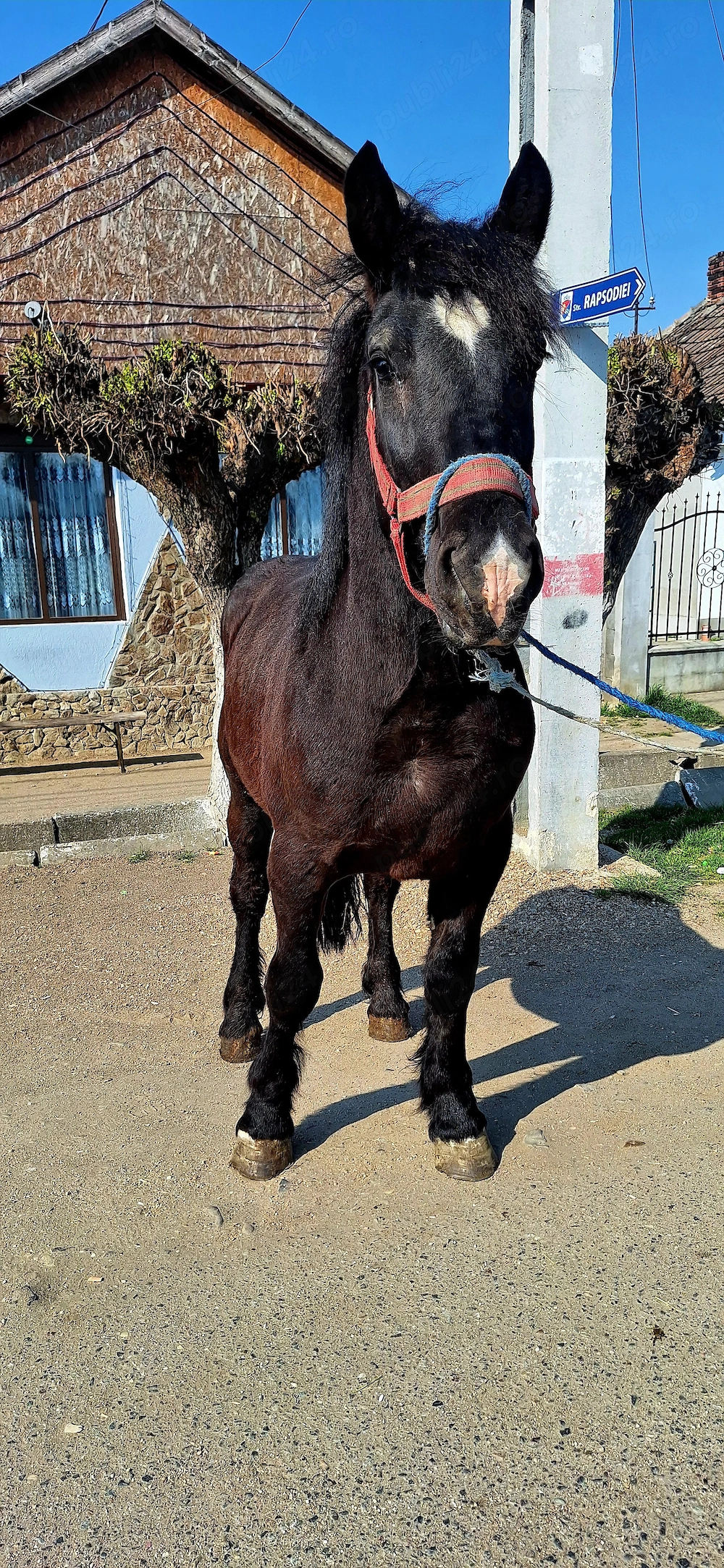 Van un manz de 2 ani 