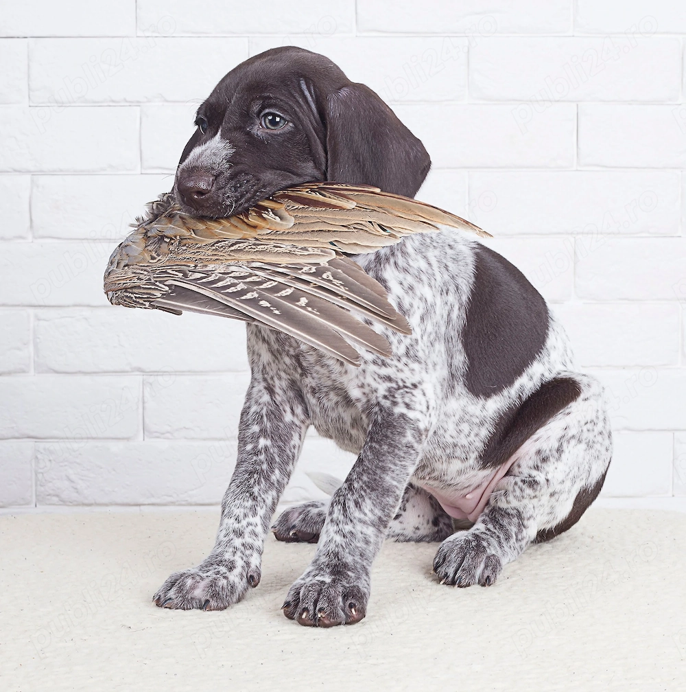 Brac German - genetică superioară - transport la nivel național 