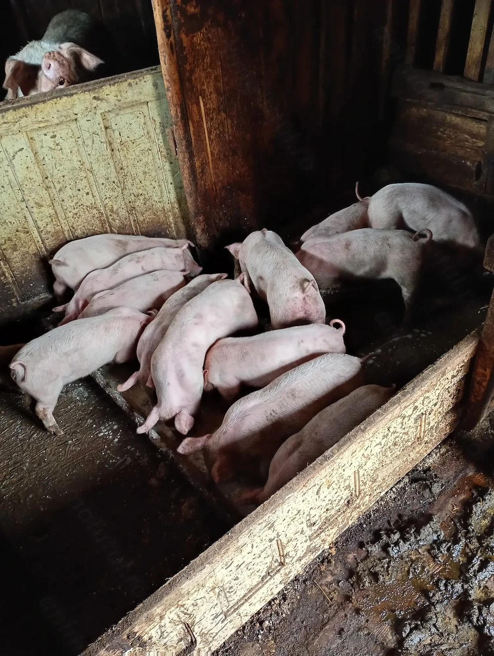 purcei marele alb de vanzare