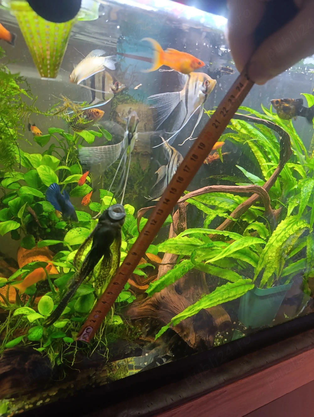 Ancistrus voalat 12 cm + 