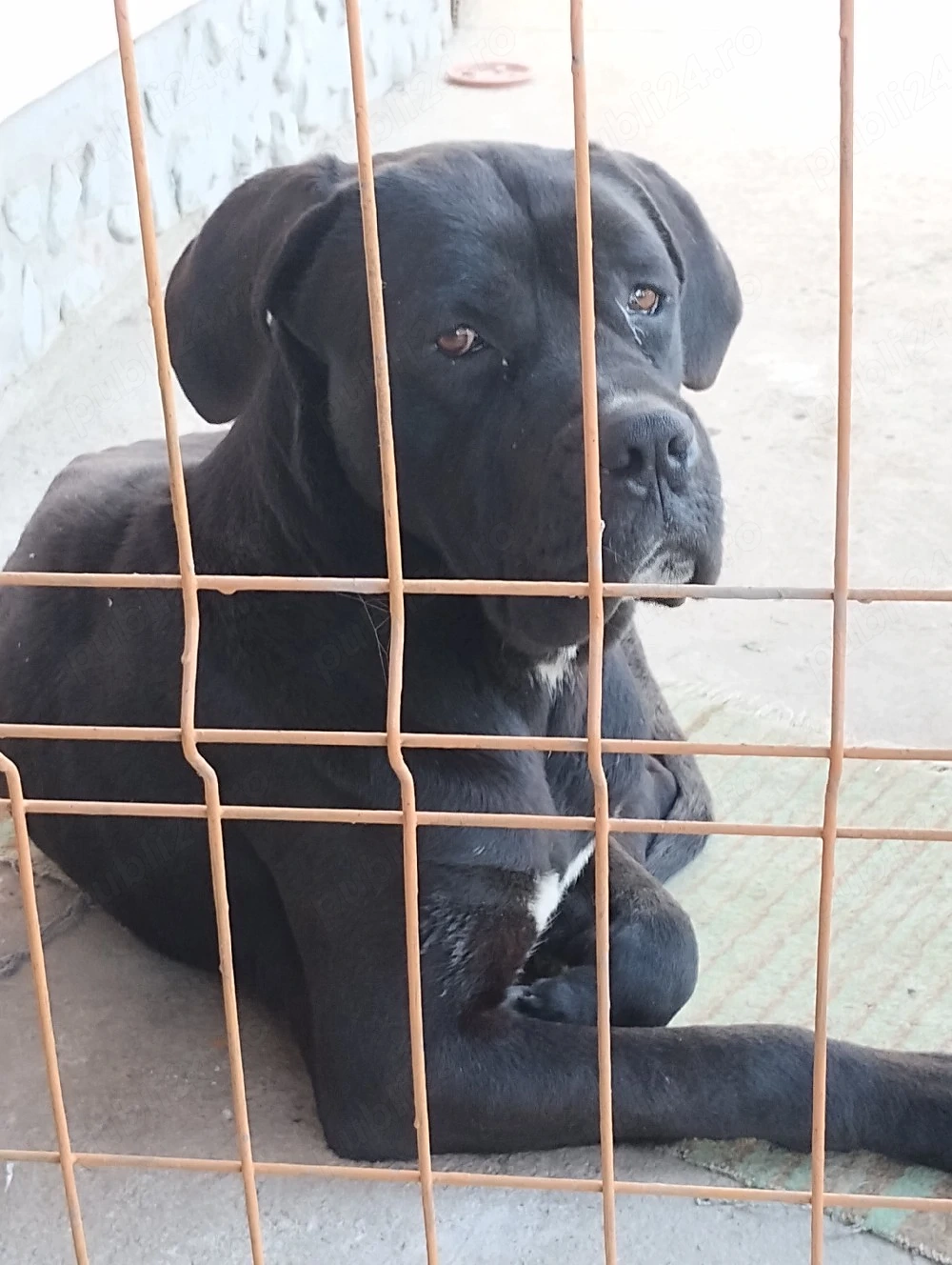 vând câine Cane Corso 150  