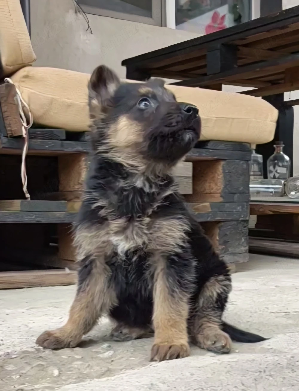    Pui Ciobănesc German   Calitate superioară   