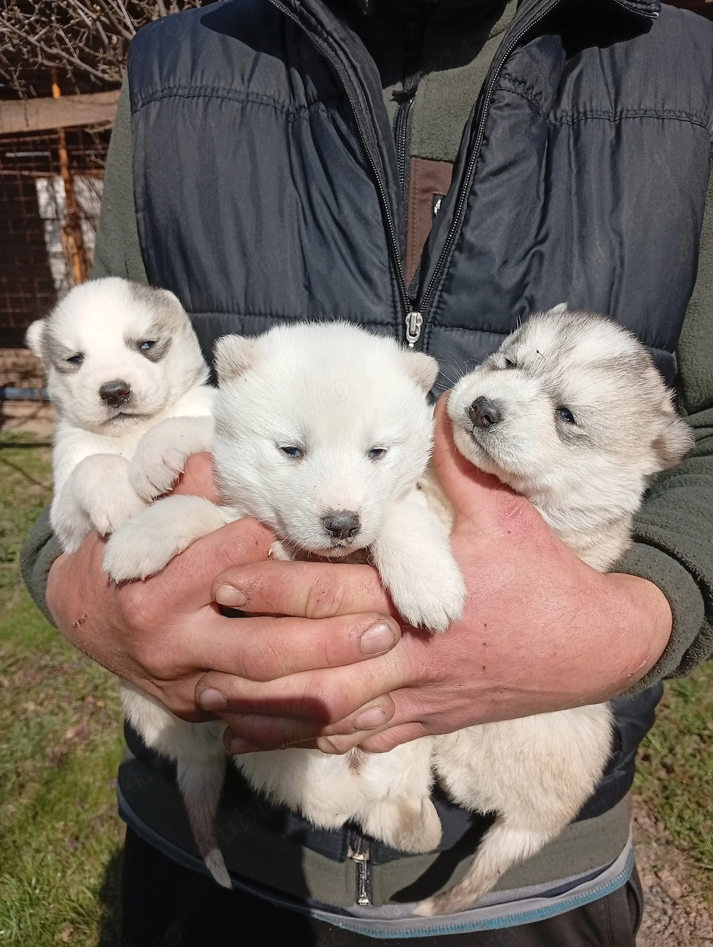 Vând husky siberian