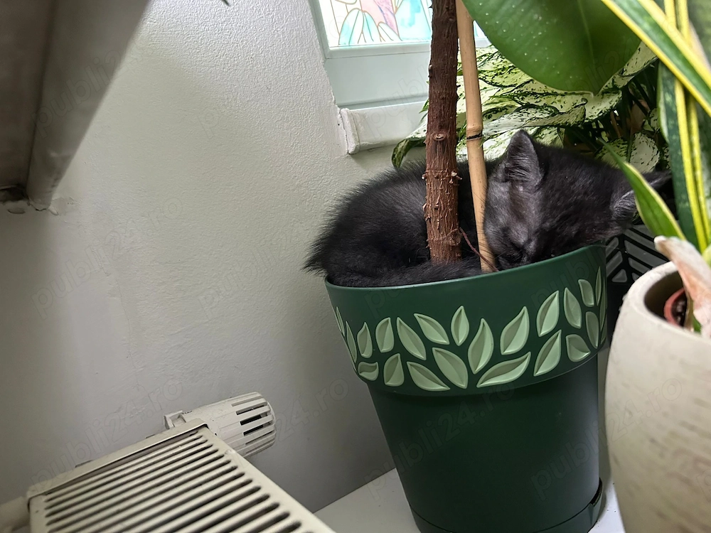pui pisica british shorthair
