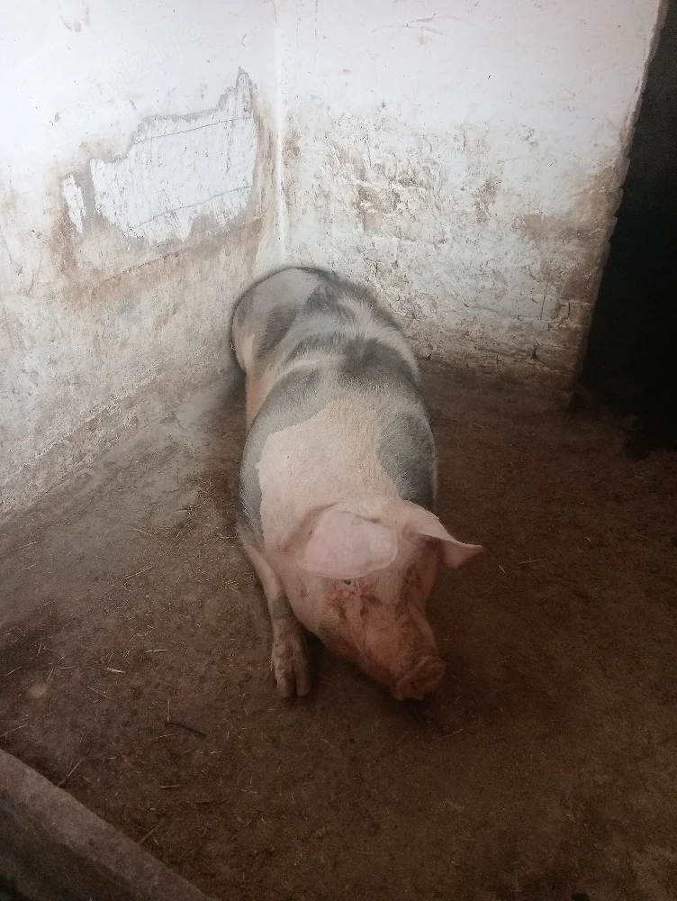 porc rasa de carne