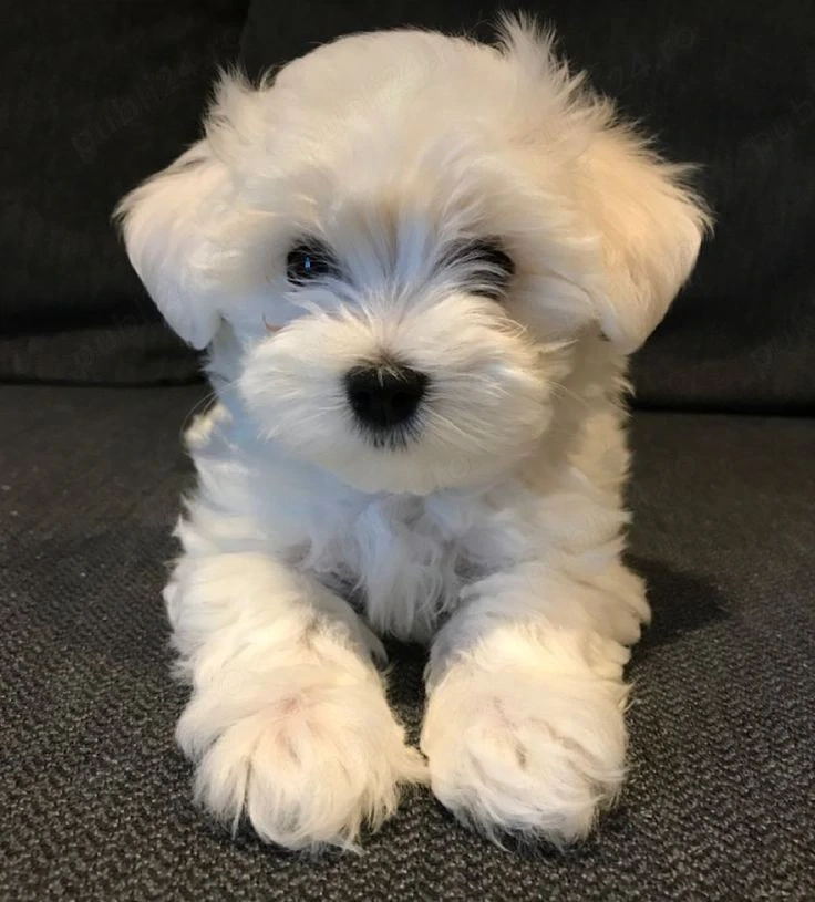 bichon maltez mini toy 
