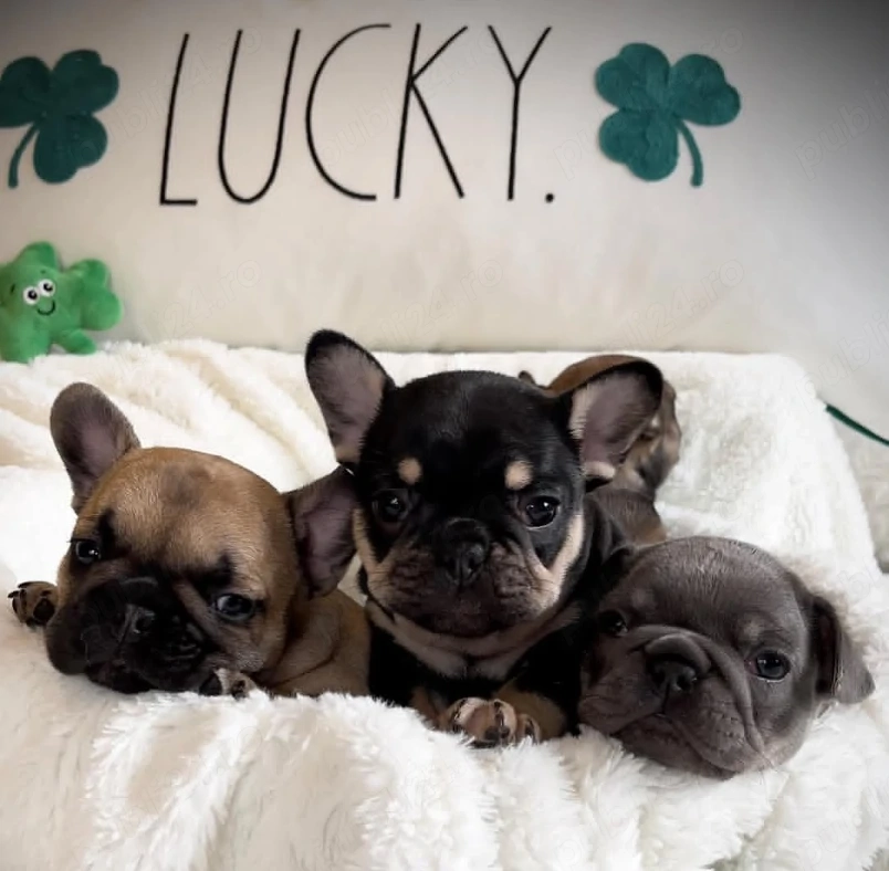 Puișori adorabili, cu o genetică excepțională, masculi și femele disponibili