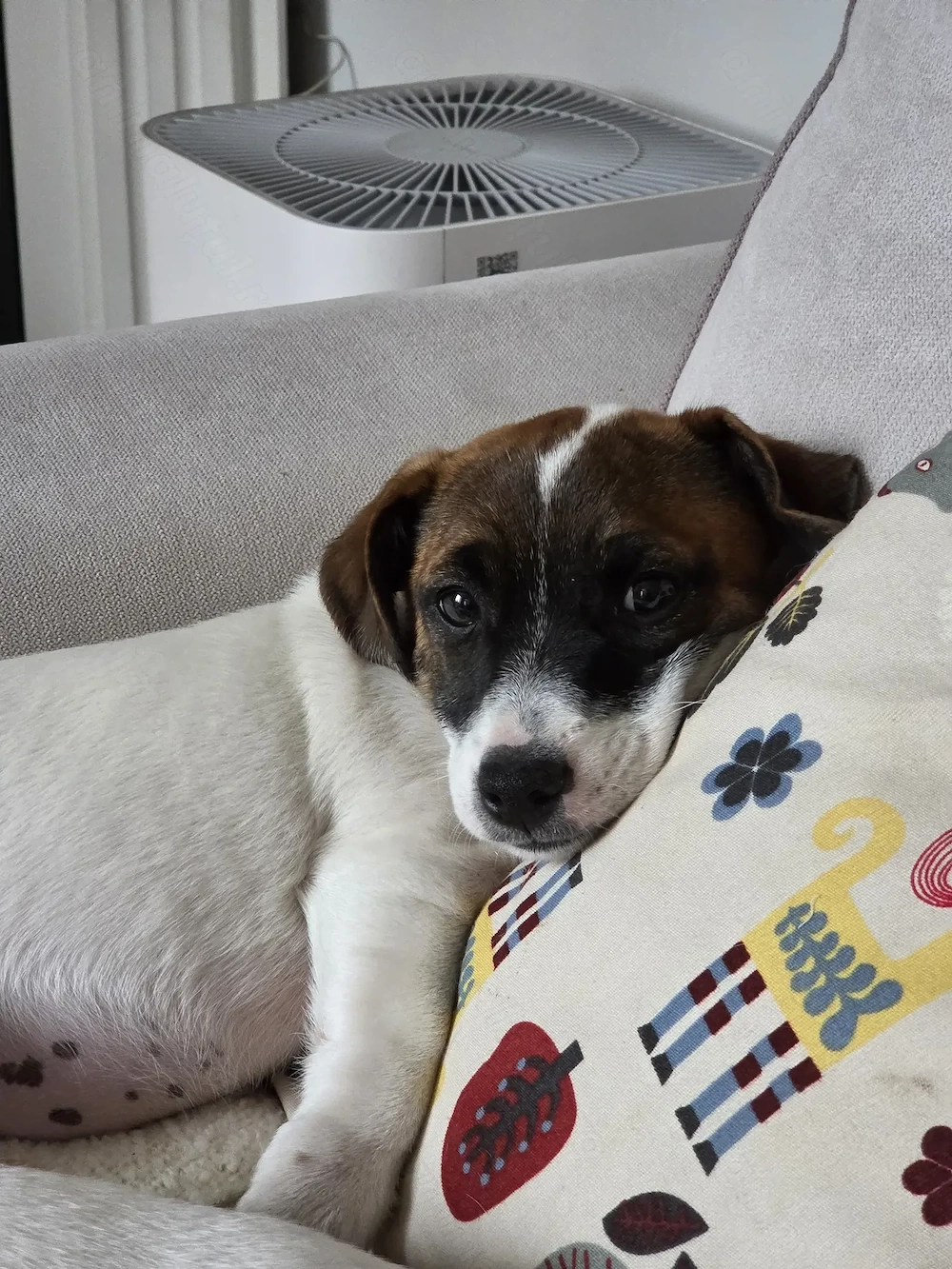 Jack Russell Terrier, catelusa plina de afectiune si iubitoare