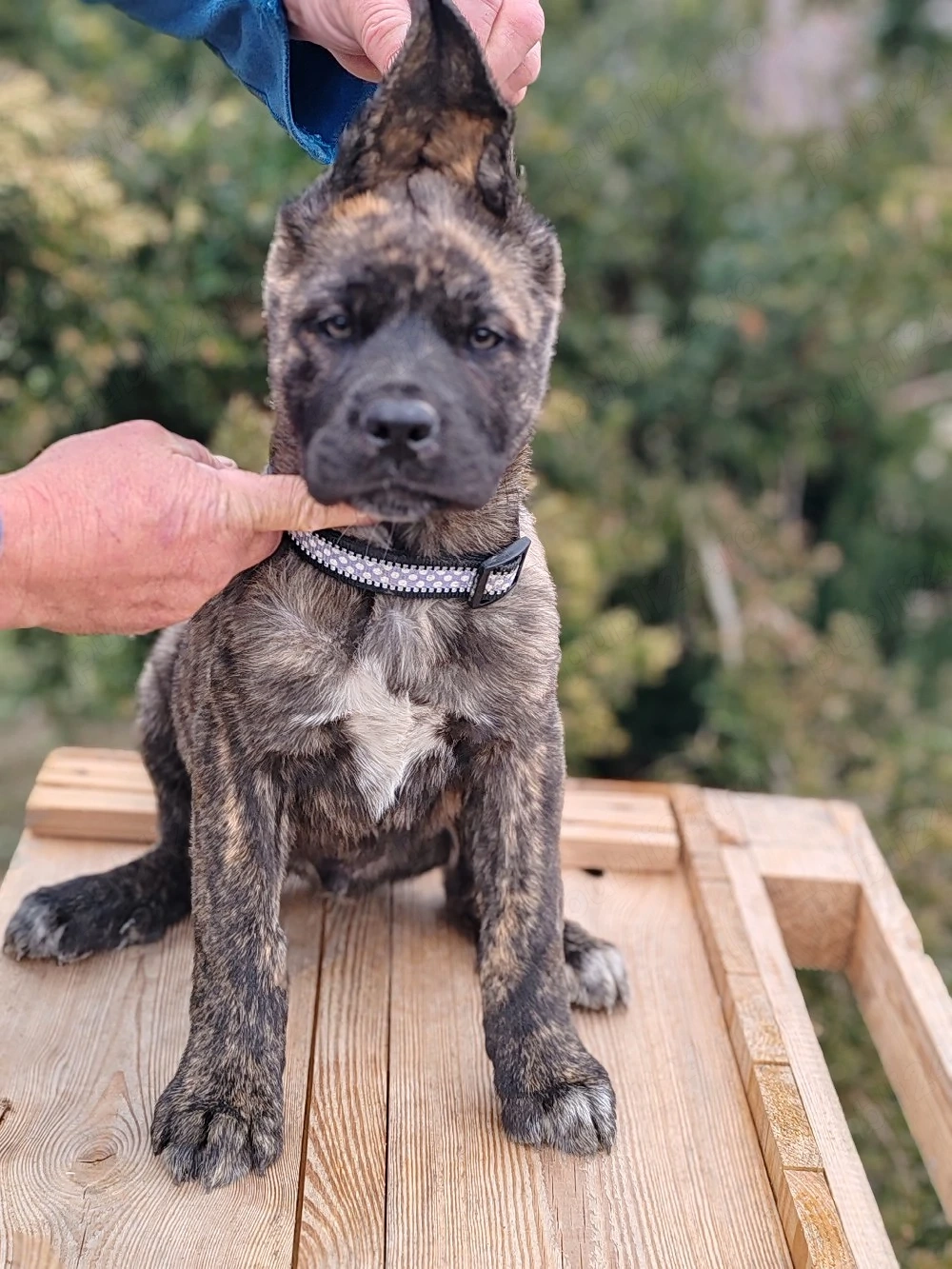 Cane corso disponibile 